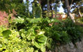 Giardino in Costa Azzurra