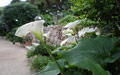 Giardino in Costa Azzurra