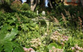Giardino in Costa Azzurra
